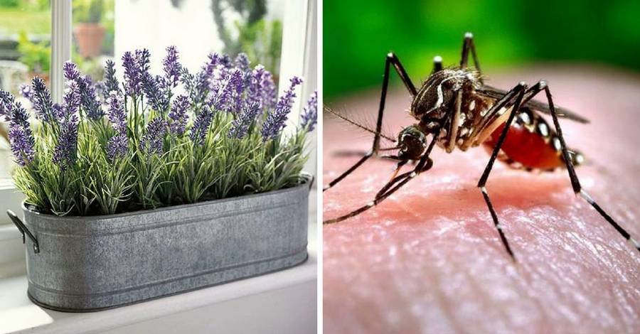 Какие растения отпугивают комаров: травы, деревья и цветы