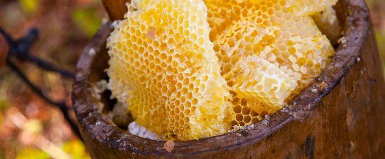 Зачем полезли мы в дупло? в чём секрет бортевого мёда. новости общества