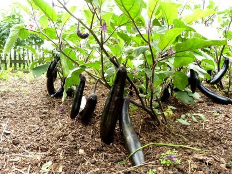 Баклажаны: 10 лучших сортов для выращивания в сибири