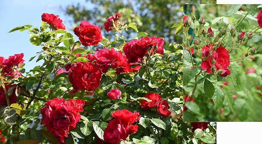 Розы Для Подмосковья Фото Сорта Зимостойкие