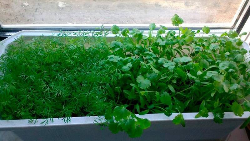 Укроп на подоконнике - выращивание из семян. уход за укропом в комнате.