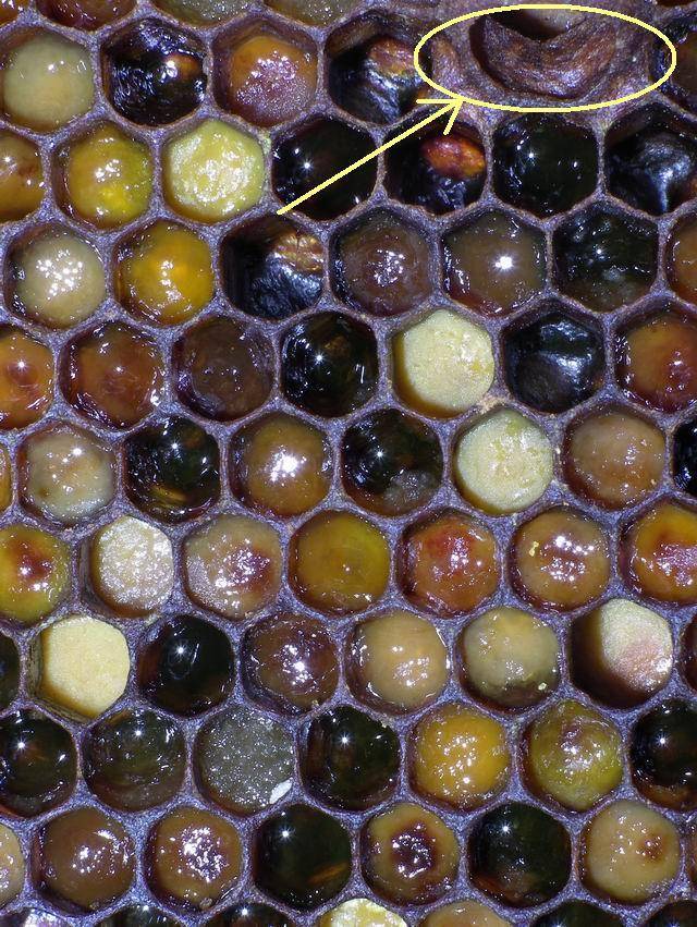 Личинки пчел - стадии, свойства, рецепты