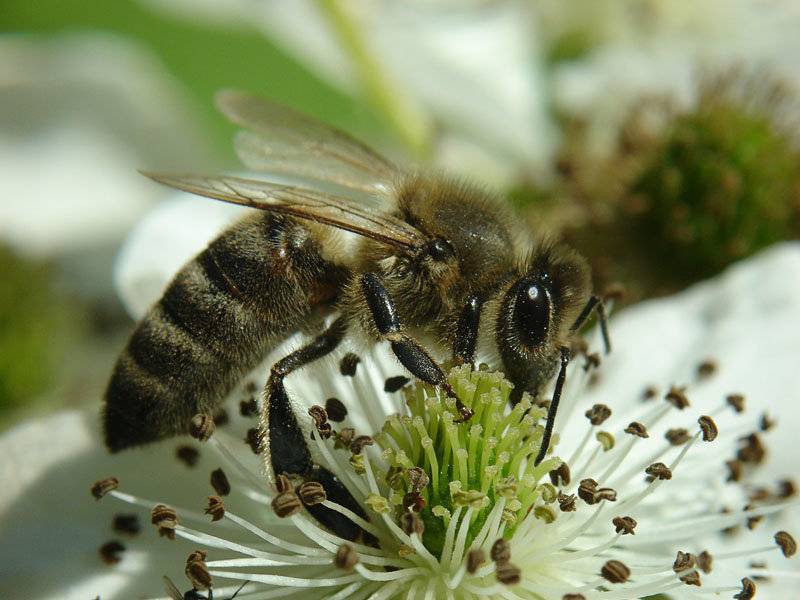 Карпатская пчела: характеристика и особенности породы, их достоинства и недостатки, фото