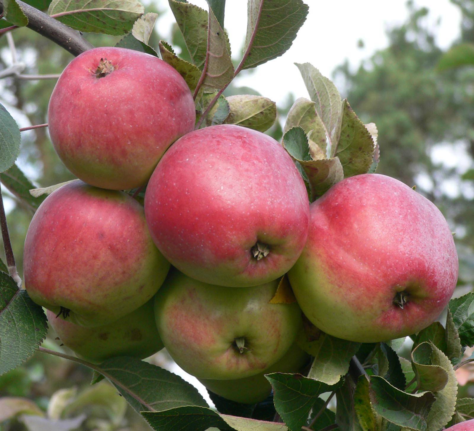Описание яблони сорта ранетка: характеристика, виды, фото, отзывы садоводов