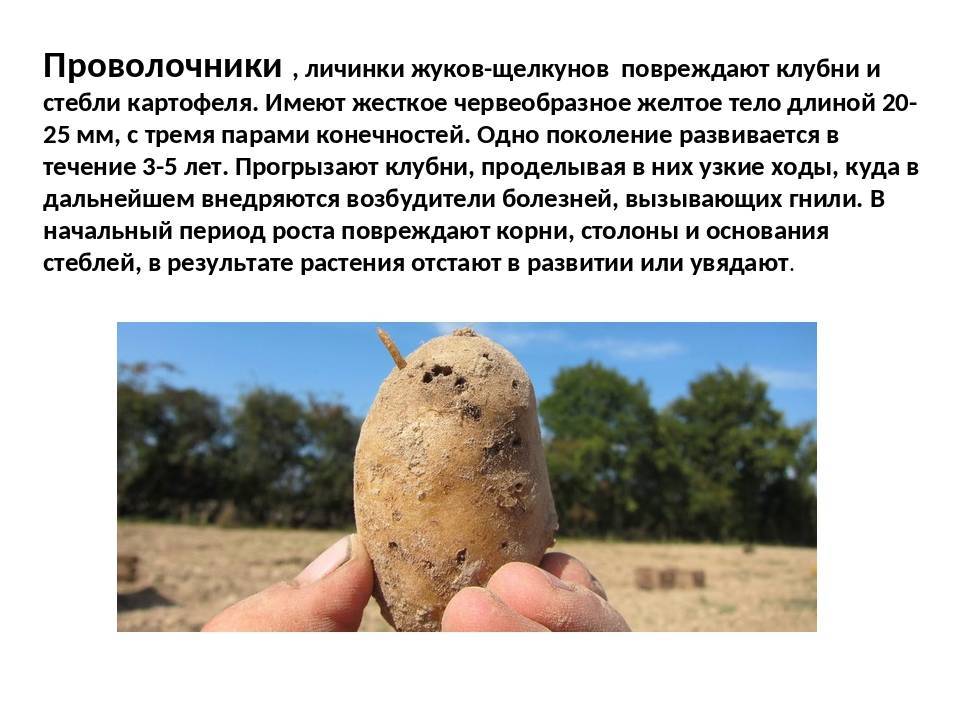 Вредители картофеля: описание и лечение, борьба с ними с фото