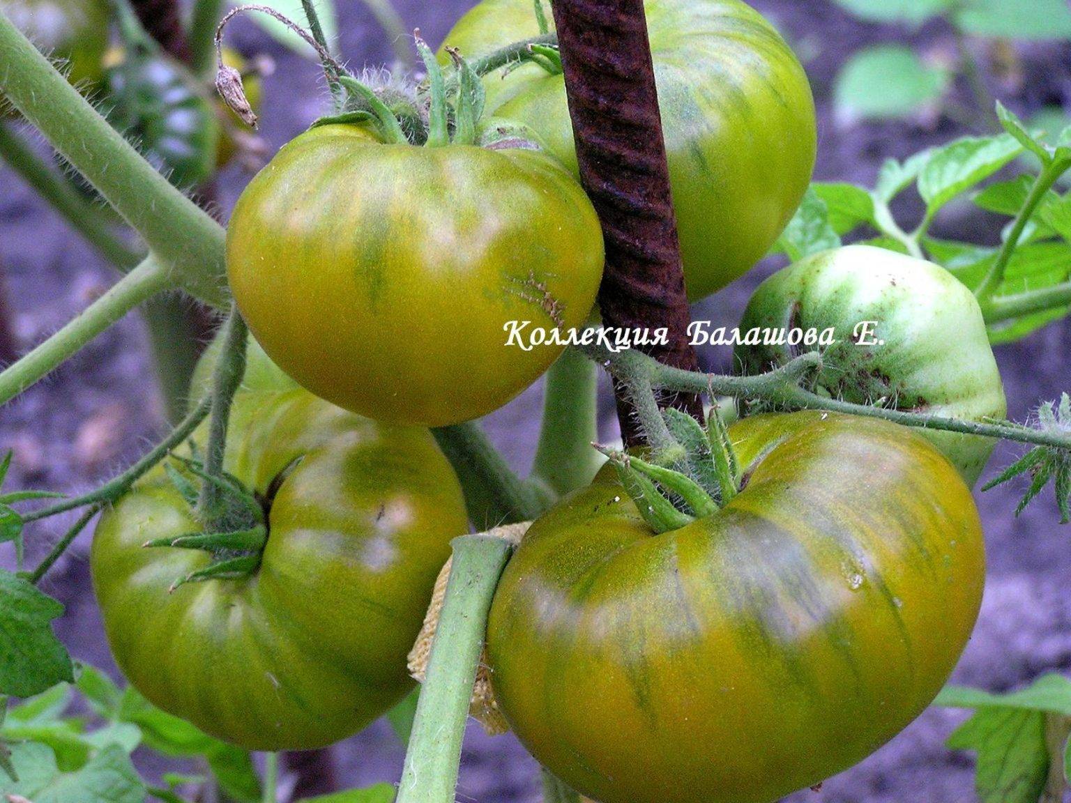 Семена томат лягушка Царевна