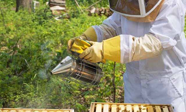 Дымарь для пчёл своими руками: как сделать из чайника, инструкция, роль дыма для пчёл