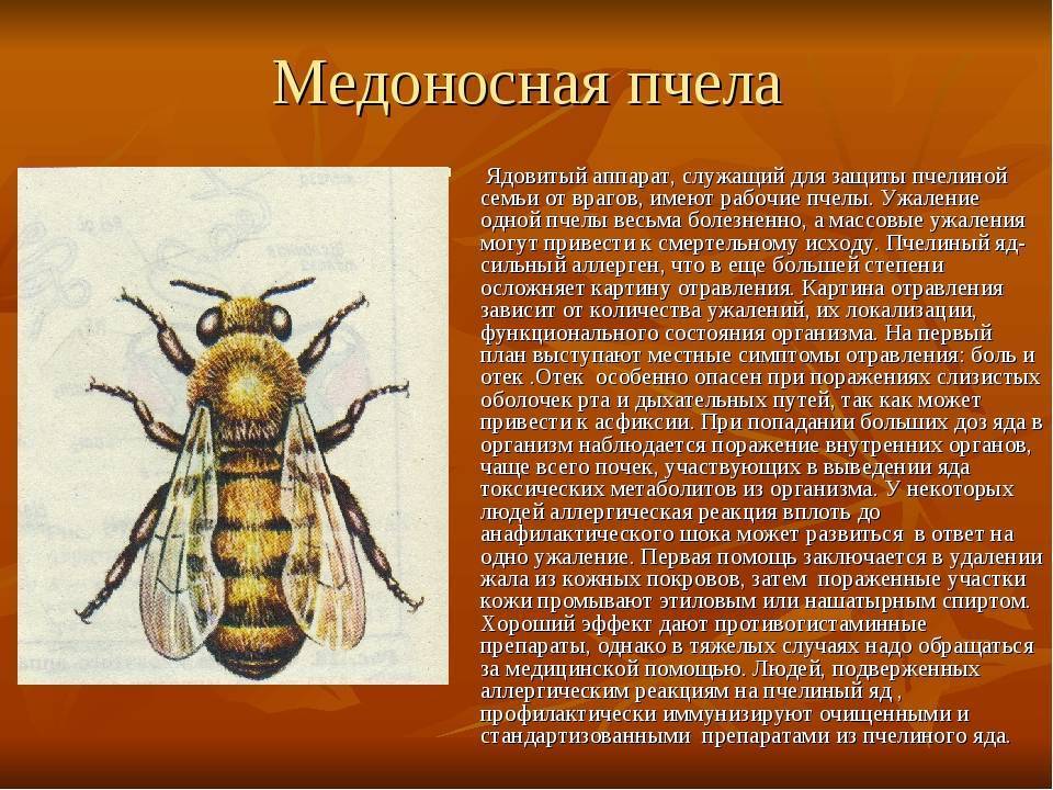 Характеристика и главные особенности украинских степных пчел
