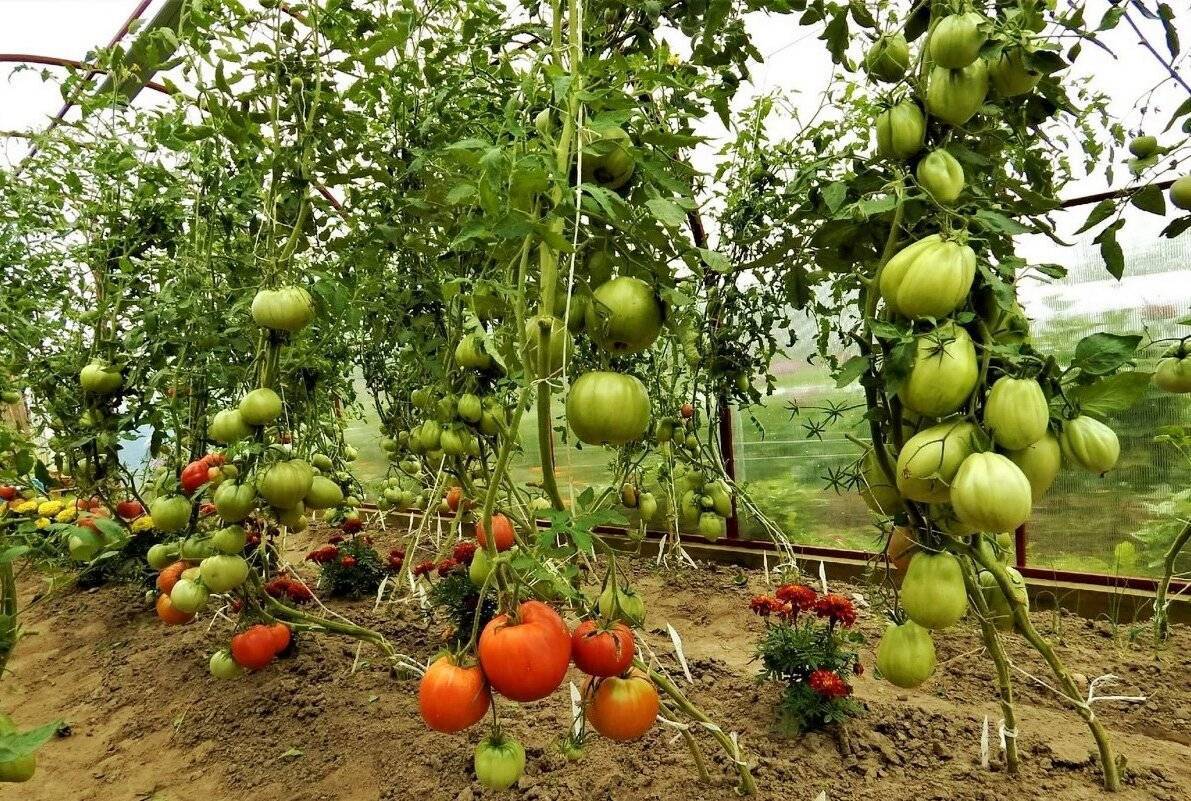 Лучшие сорта томатов для теплиц в 2019 году: описание, отзывы