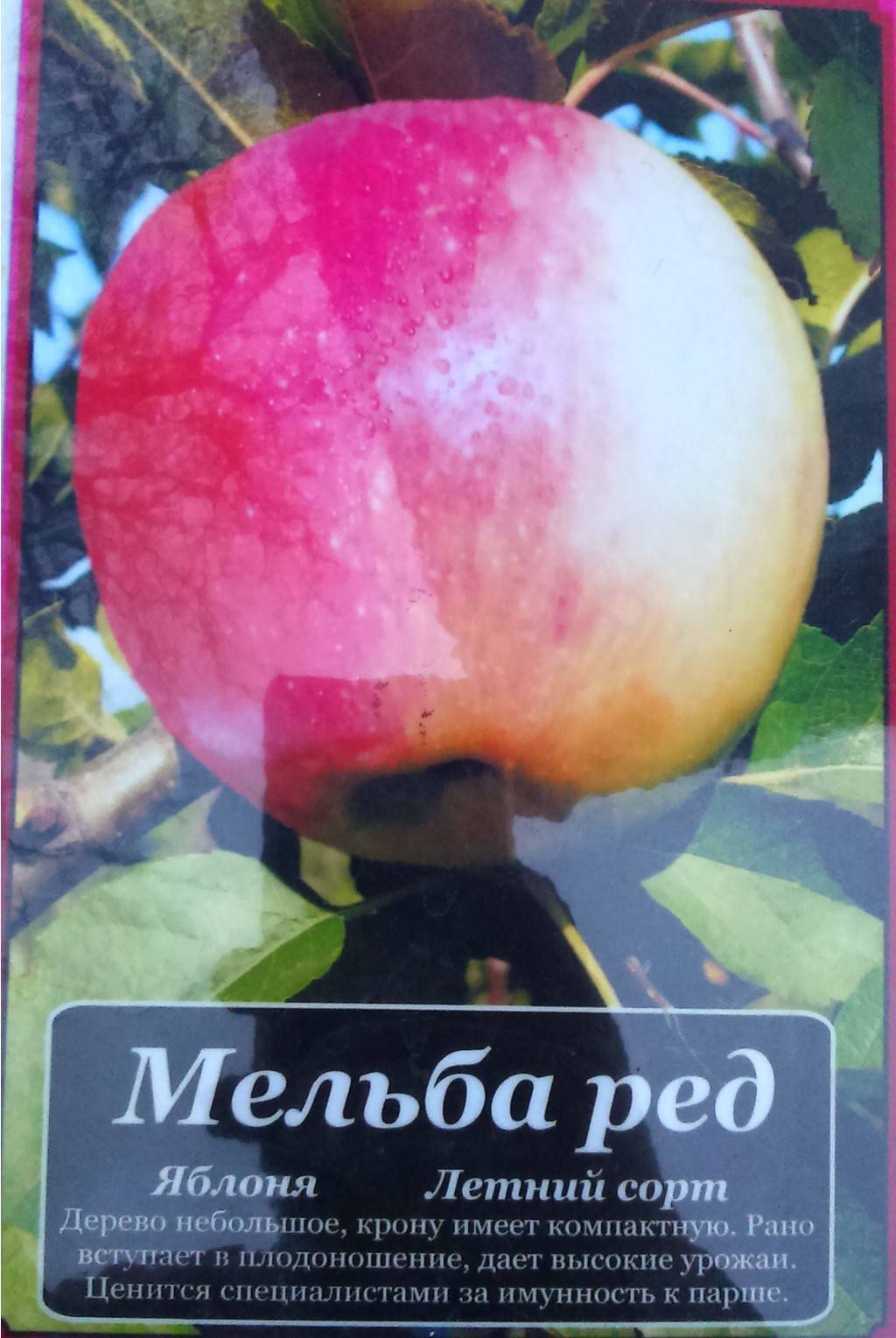 Сорт яблони мельба: его сильные и слабые стороны