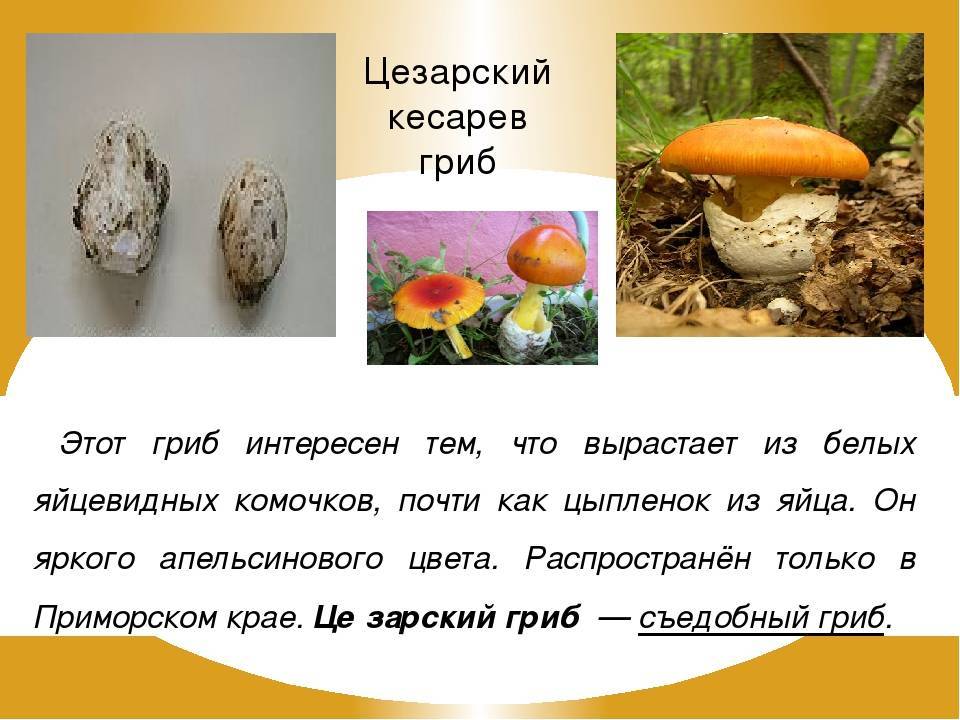 Царский, цезарский, яичный гриб - фото и описание.