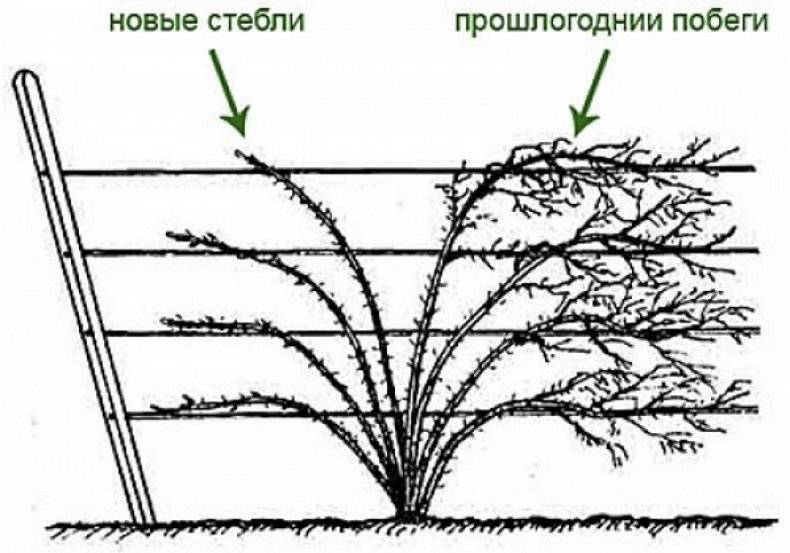 Ежевика садовая: посадка и уход, выращивание, формирование куста