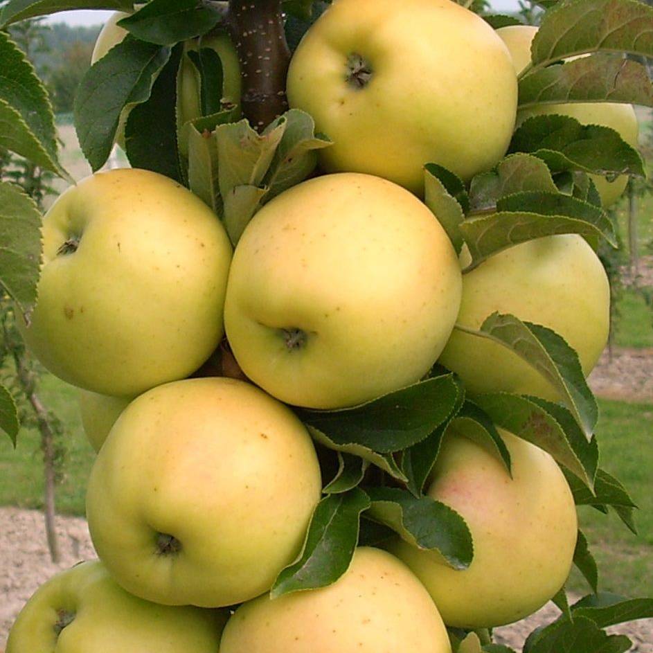 К олоновидная яблоня медок: посадка, выращивание и уход