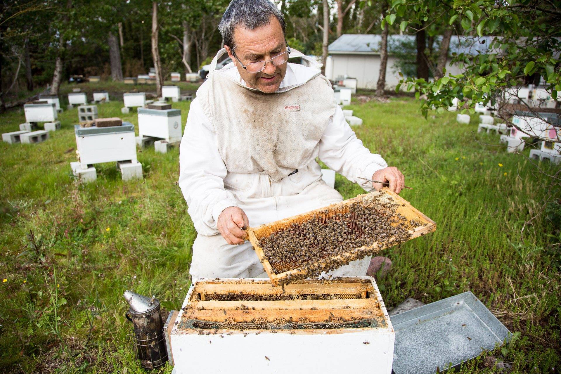Осенние работы пчеловода: ревизия, подкормка, обработка, утепление