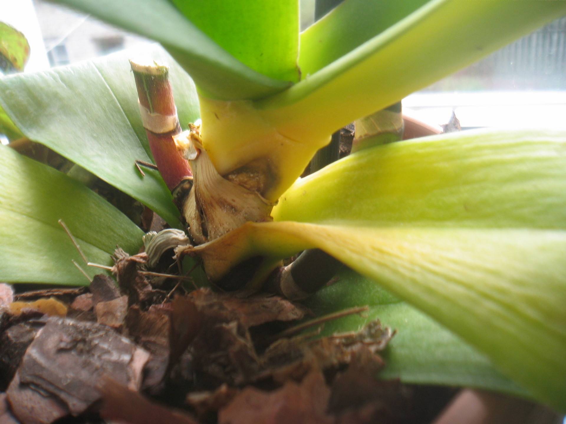 Почему у орхидеи желтеют листья, что делать для лечения цветка