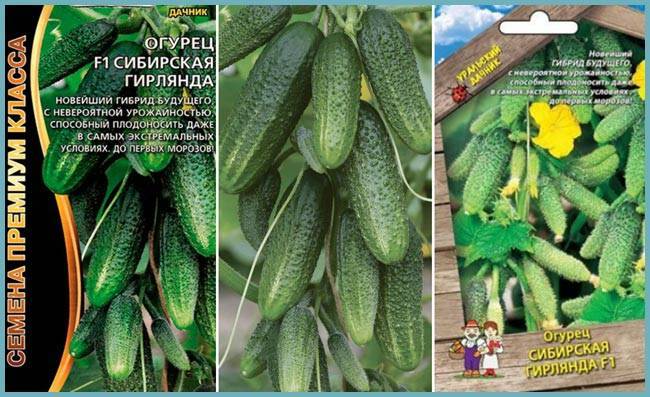 Огурец сибирская гирлянда f1 – описание и характеристики сверхурожайного гибрида, отзывы