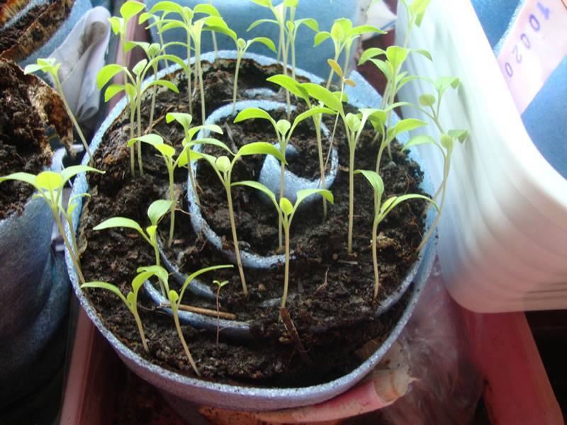 Как посадить томаты в улитку на рассаду и вырастить