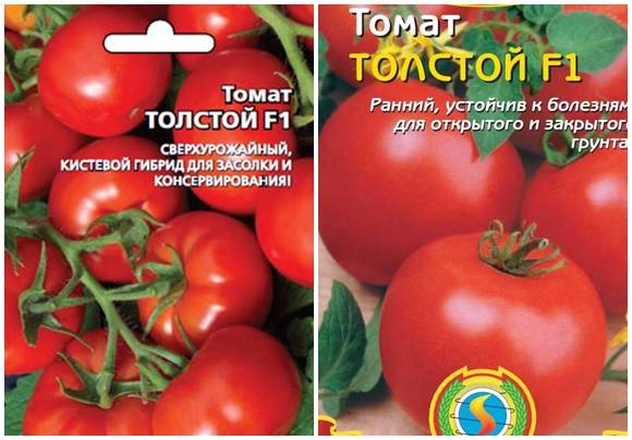 Томат толстой f1 (55 фото): описание сорта, как вырастить рассаду помидоров, какая урожайность, отзывы, видео