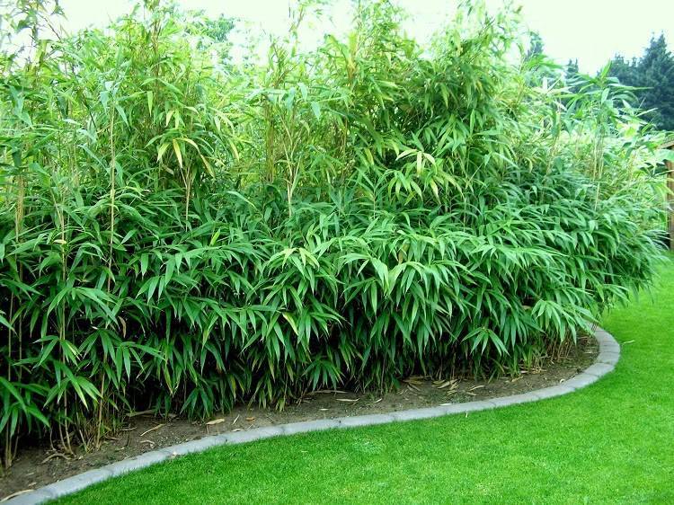Бамбук в горшке – выращивание на балконе и террасе