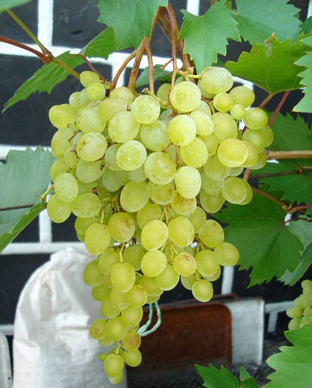 Виноград русбол улучшенный: описание сорта, фото, отзывы