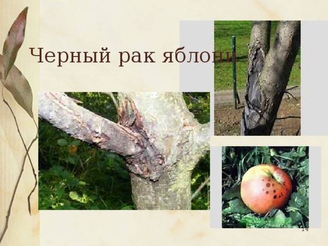 Черный рак на яблоне: фото, описание симптомов и лечение болезни