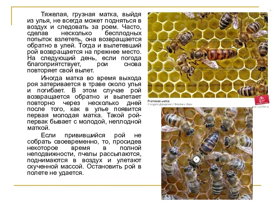 Состав пчелосемьи: её развитие, численность и жизнь