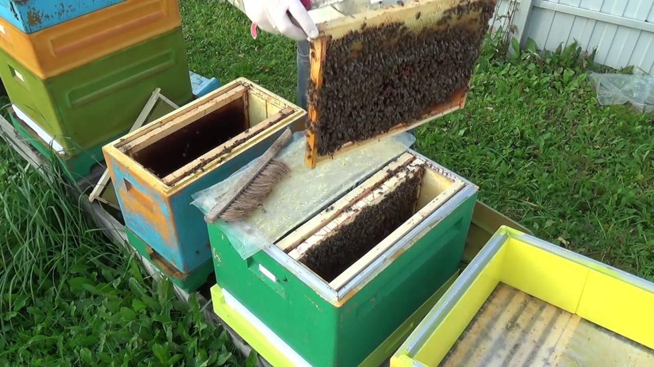 Как ухаживать за пчелами зимой и весной - omvesti.com