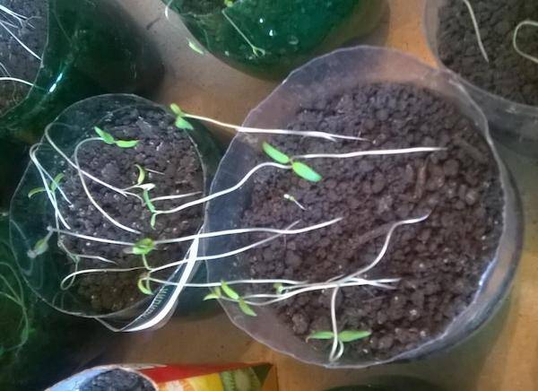 Рассада помидоров вытянулась: что делать, как исправить тонкие стебли, чем полить