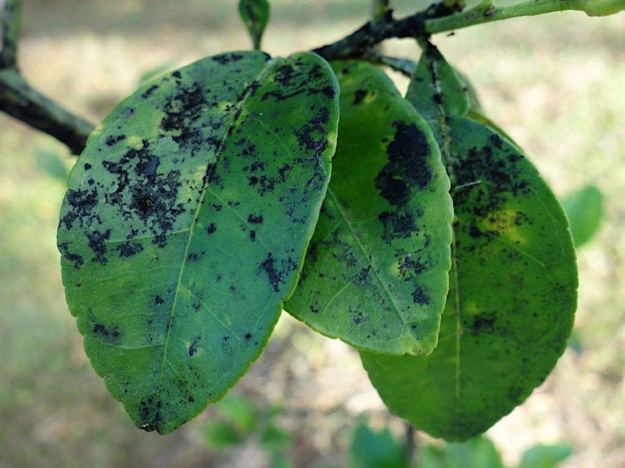 Болезни груши: чернеют листья и плоды, возможные причины, чем лечить и как бороться, меры профилактики
