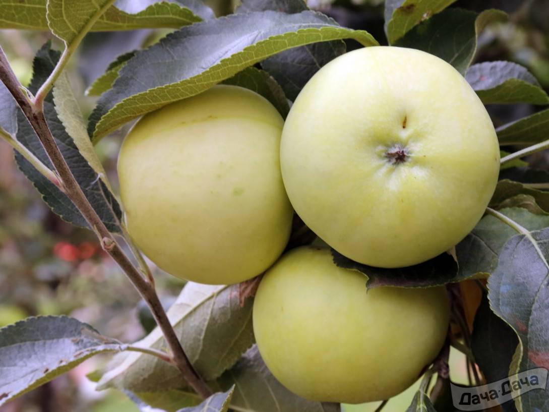 Сортовая яблоня уральское наливное: описание и фото