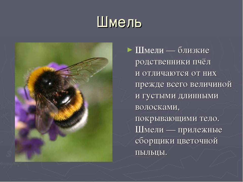 Характеристика и особенности бурзянской пчелы