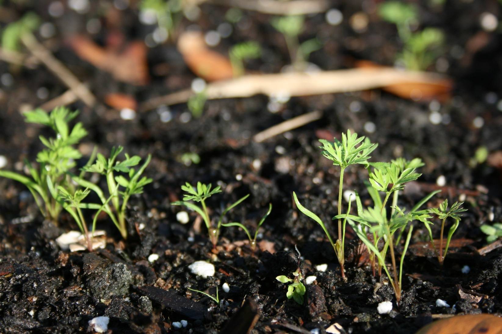 Выращивание петрушки в открытом грунте. когда сеять семена петрушки?