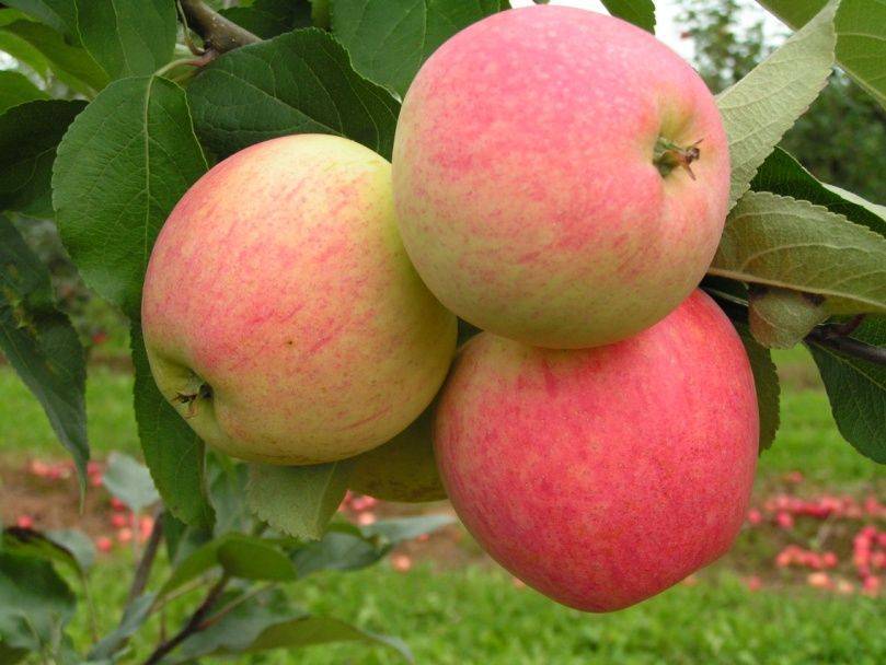 Подробное описание сорта яблонь юбиляр