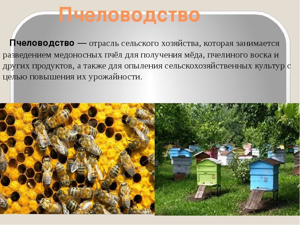 Пчеловодство в россии: история и районы развития