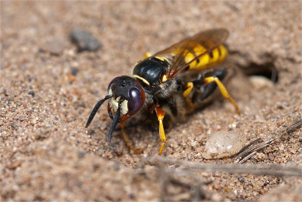 Происхождение и особенности африканских пчел-убийц