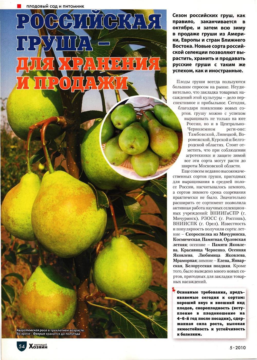 Сорта груш для средней полосы россии (летние, осенние, зимние) с фото и описанием