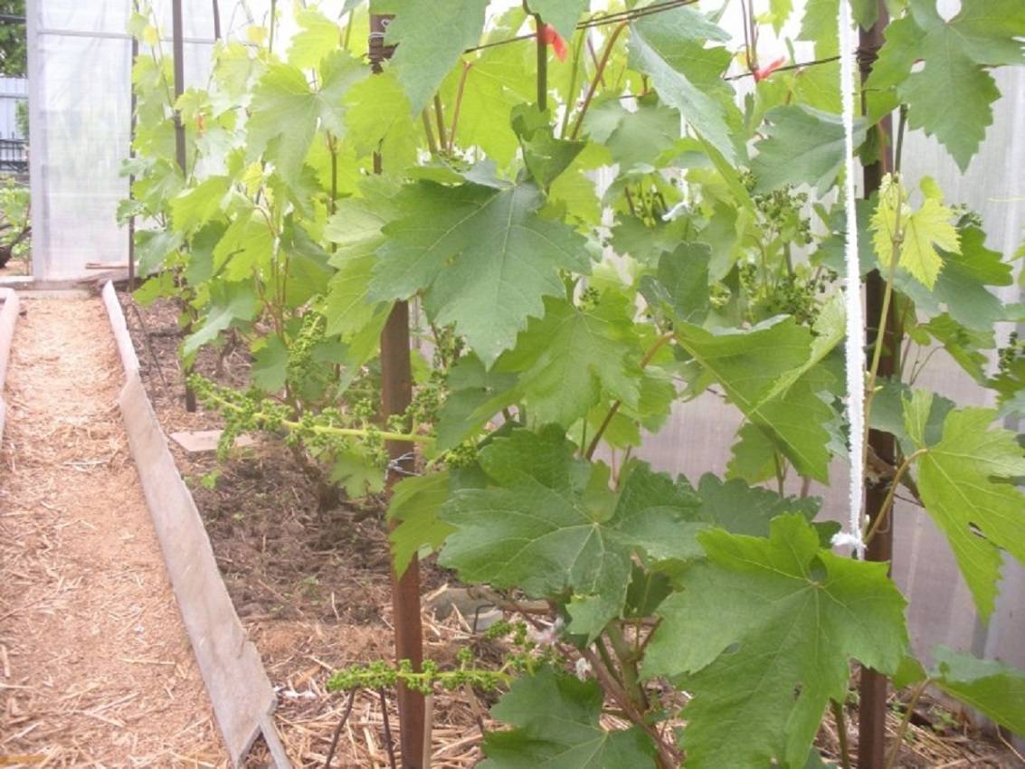 Посадка и выращивание винограда на урале для начинающих