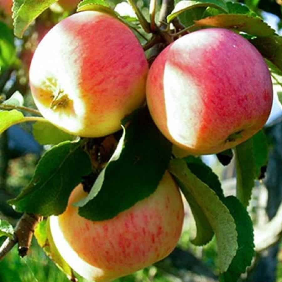 Пепин шафранный яблоня, описание
