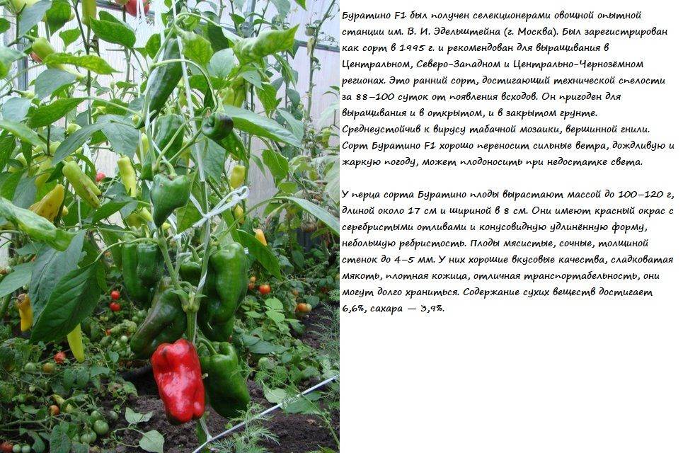 12 самых вкусных сортов и гибридов сладкого перца, которые я выращивала. описание. фото — ботаничка.ru