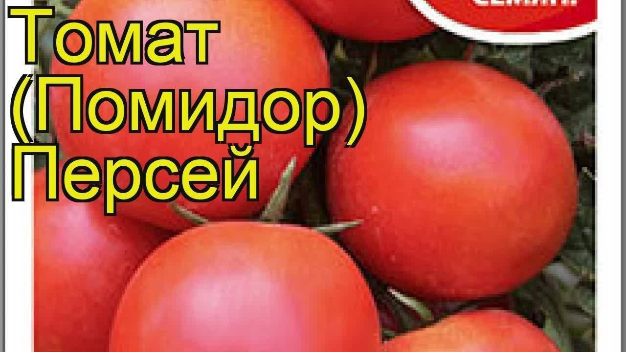 Томат "персей": описание и характеристики сорта, фото и рекомендации по уходу русский фермер