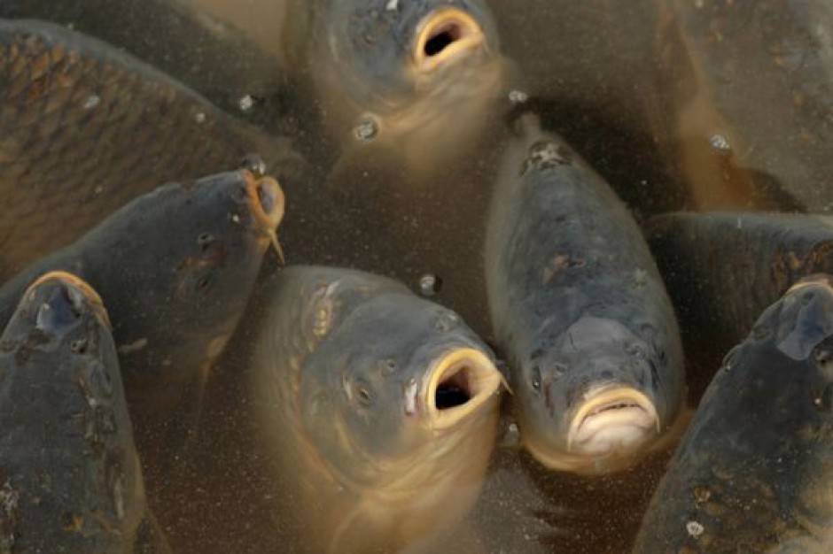 Правила разведения рыбы в пруду - пошаговый мастер-класс разведения рыб в домашних условиях (120 фото и видео)