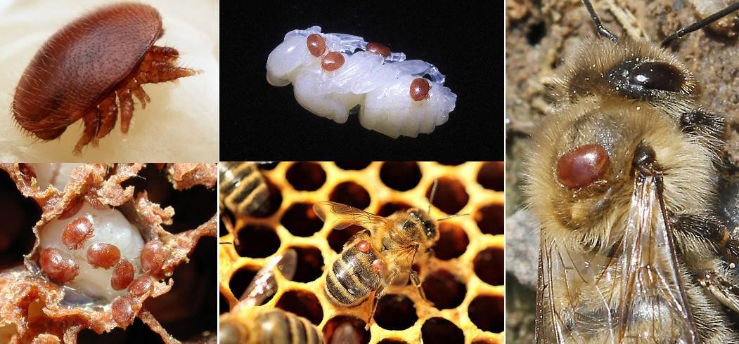 Биологическое строение и вред клеща варроа для пчел - пчёлы | описание, советы, отзывы, фото и видео