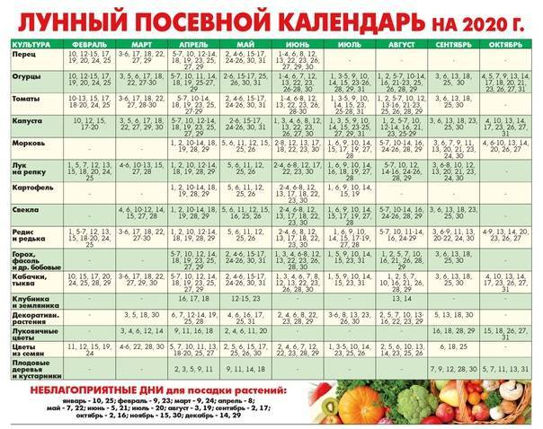 Когда сеять помидоры на рассаду сроки, правила, лунный календарь - сибирский сад