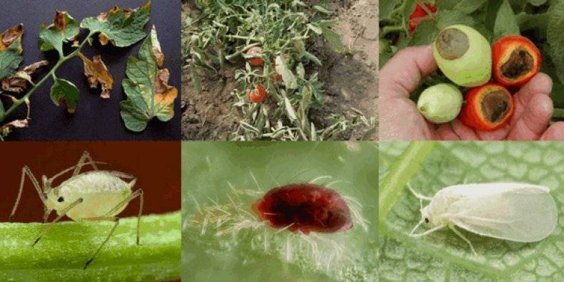 Как защитить томаты, перцы и огурцы от болезней и вредителей в парниках и теплицах