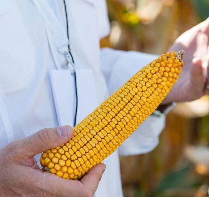 Сорта кукурузы: описание и характеристики самых урожайных гибридов с фото