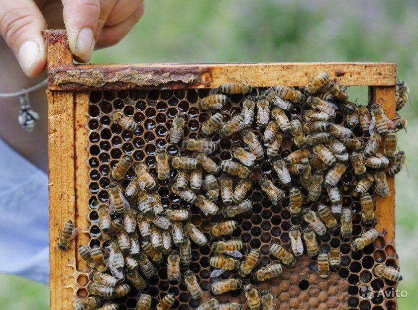 Среднерусская пчела: стоит ли заводить среднерусскую породу медоносных пчел?