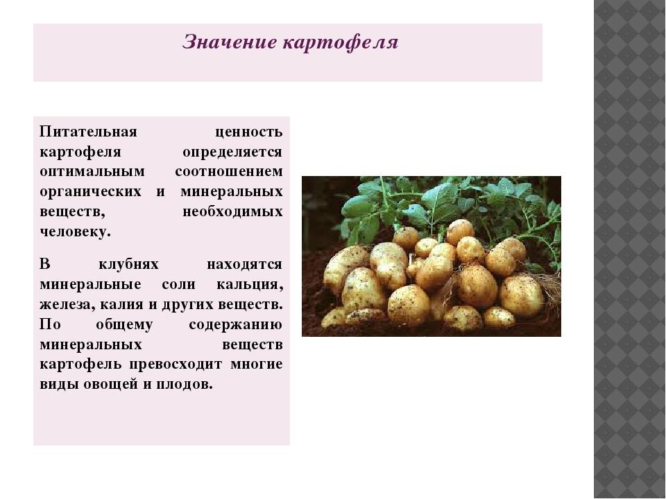 Картофель каратоп: описание сорта, фото, отзывы, урожайность, выращивание, уход