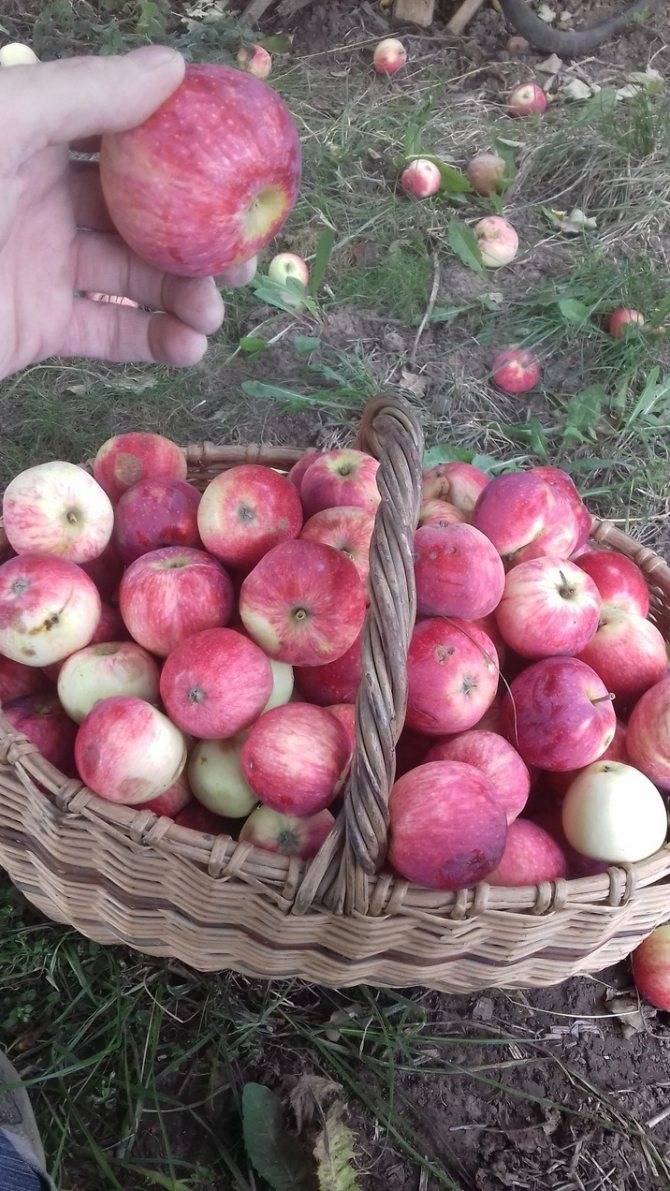 Яблоня башкирская красавица: описание сорта, фото, отзывы