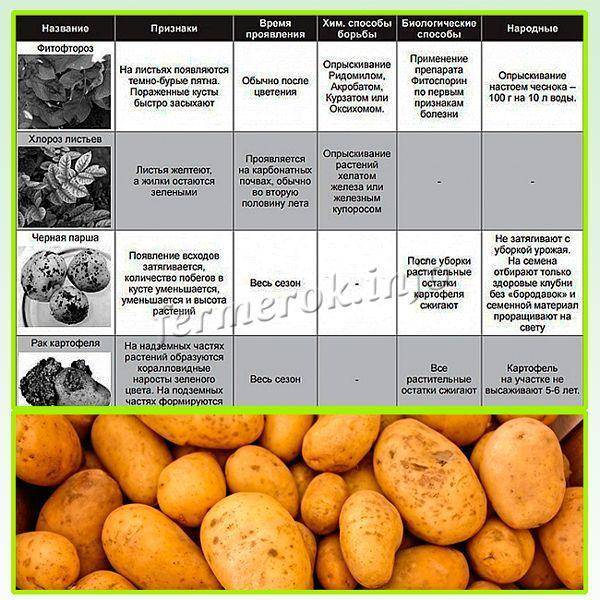 Болезни и вредители картофеля