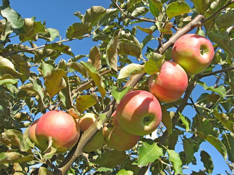 Лучшие сорта яблонь для подмосковья и средней полосы рф (110 фото) в 2022 году | огородникам инфо